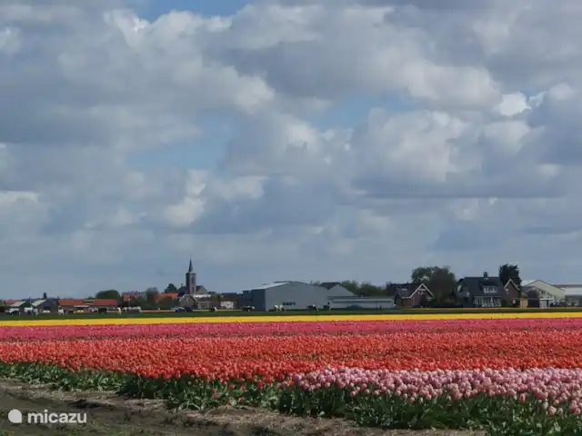 Wellness Lodge Ruigenhoek, Noordwijk | Pays-Bas, Hollande méridionale, Noordwijk - maison de vacances La région des bulbes est magnifique au printemps.