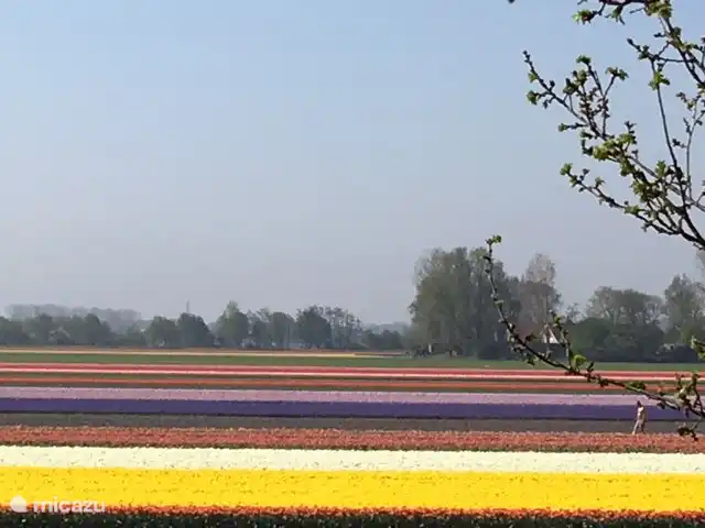 Wellness Lodge Ruigenhoek, Noordwijk | Pays-Bas, Hollande méridionale, Noordwijk - maison de vacances La région du bulbe.