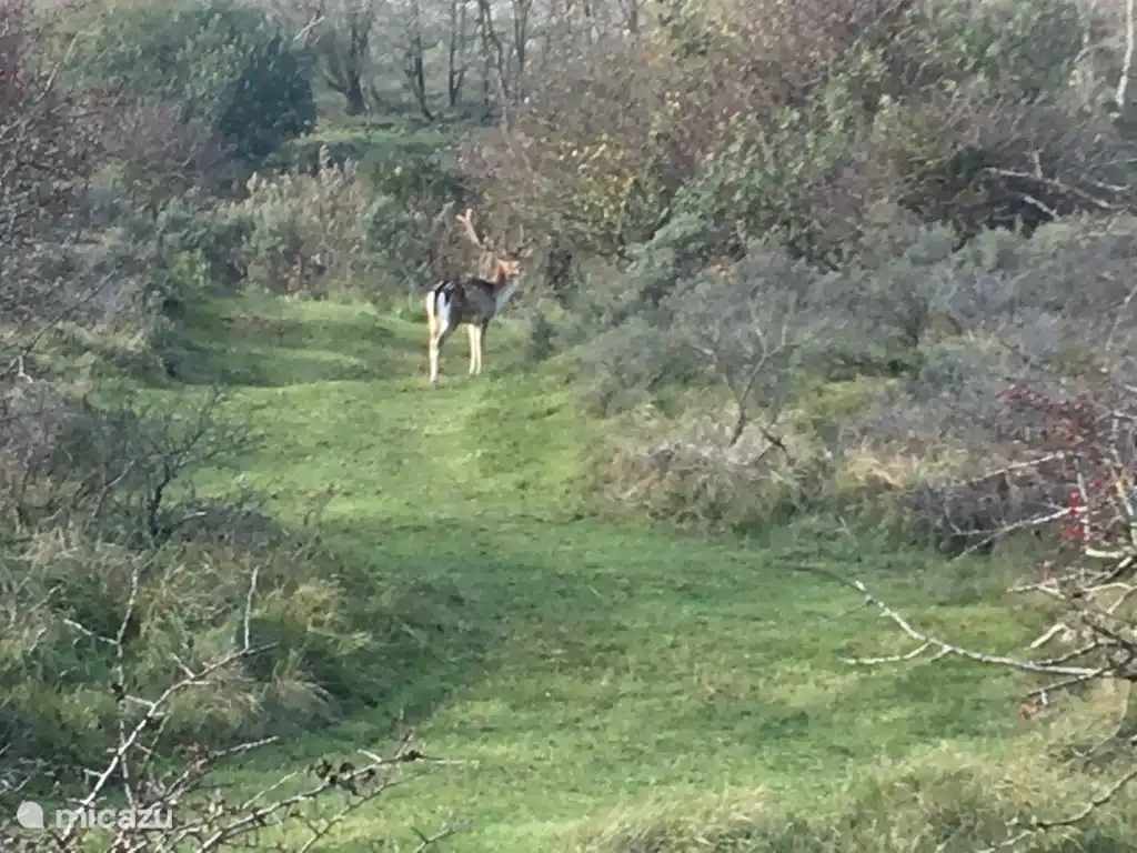 Die Düne von Amsterdam. 