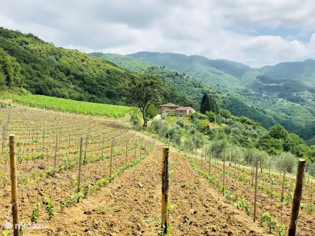 Valpiana | Italie, Toscane, Rufina - villa Promenade dans le vignoble clôturé avec de belles vues sur la montagne