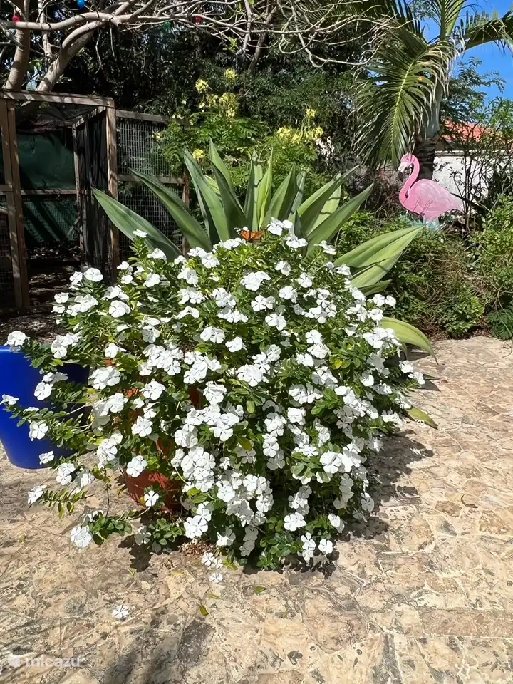 Fleurs et papillons dans le jardin tropical