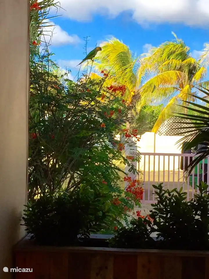 Repérez les oiseaux tropicaux dans la cour avant