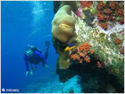Belle plongée près de chez moi