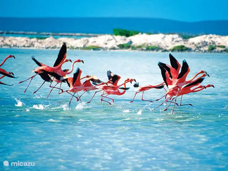 Flamingo Sanctuary dans les salines