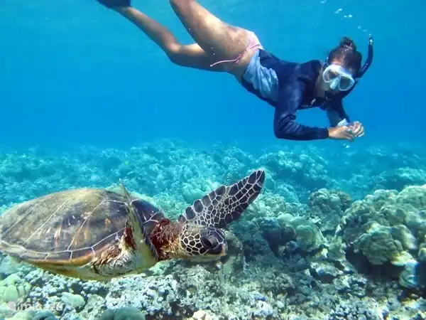 Tortues à la jetée de sel (10 minutes en voiture)