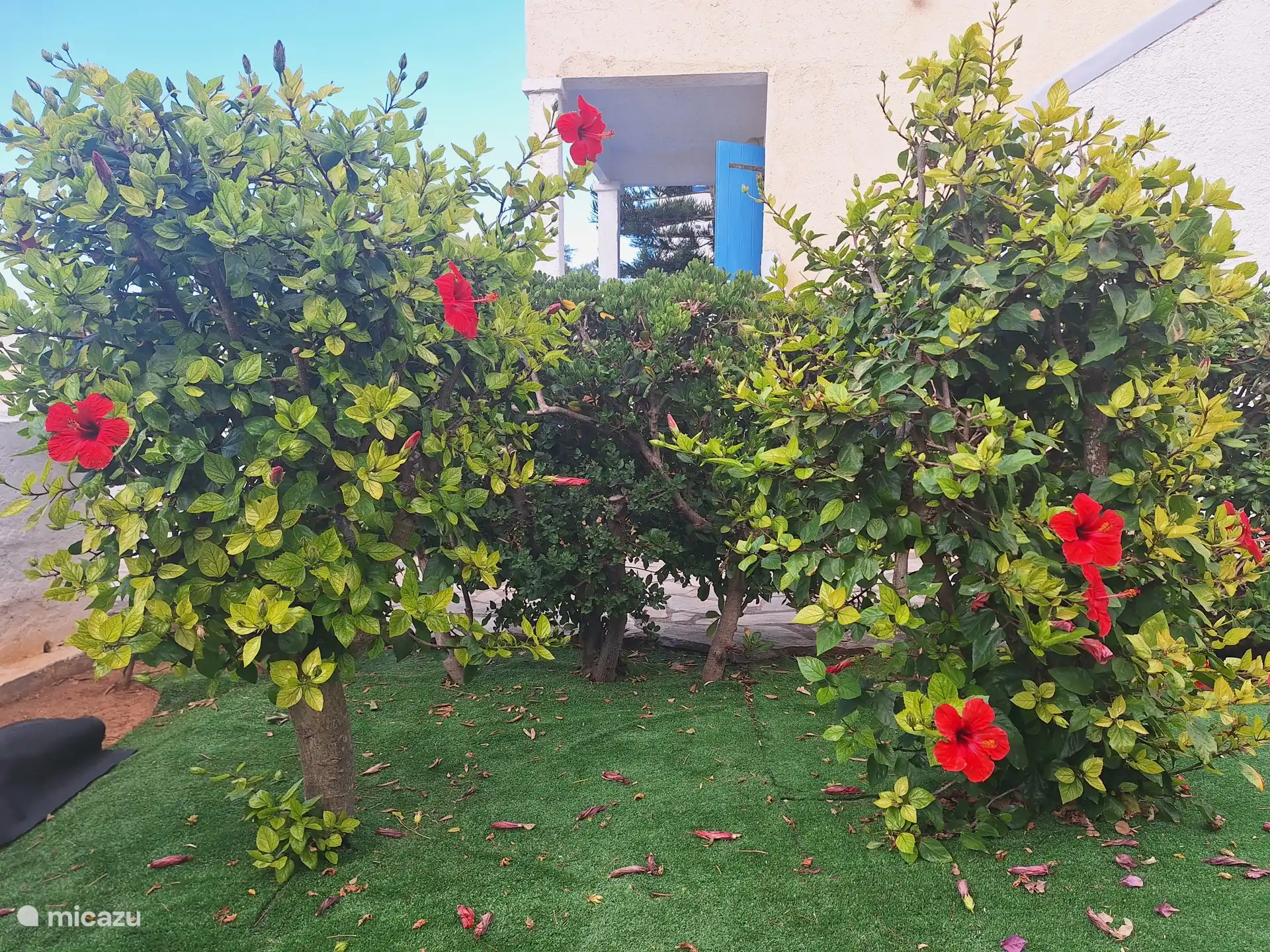 Prachtige bloemenpracht in mijn tuin.