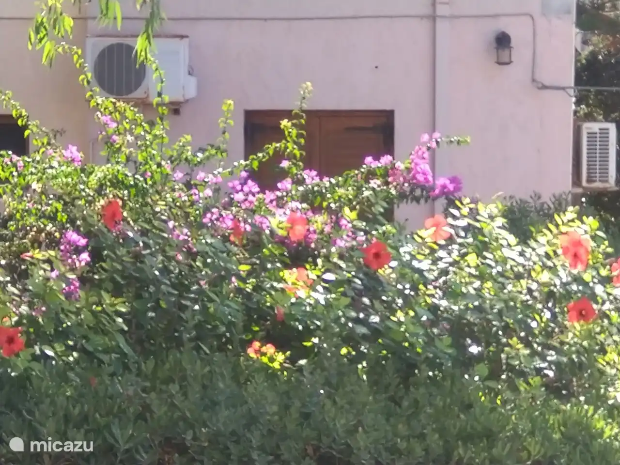 Bloemenpracht in mijn tuin.