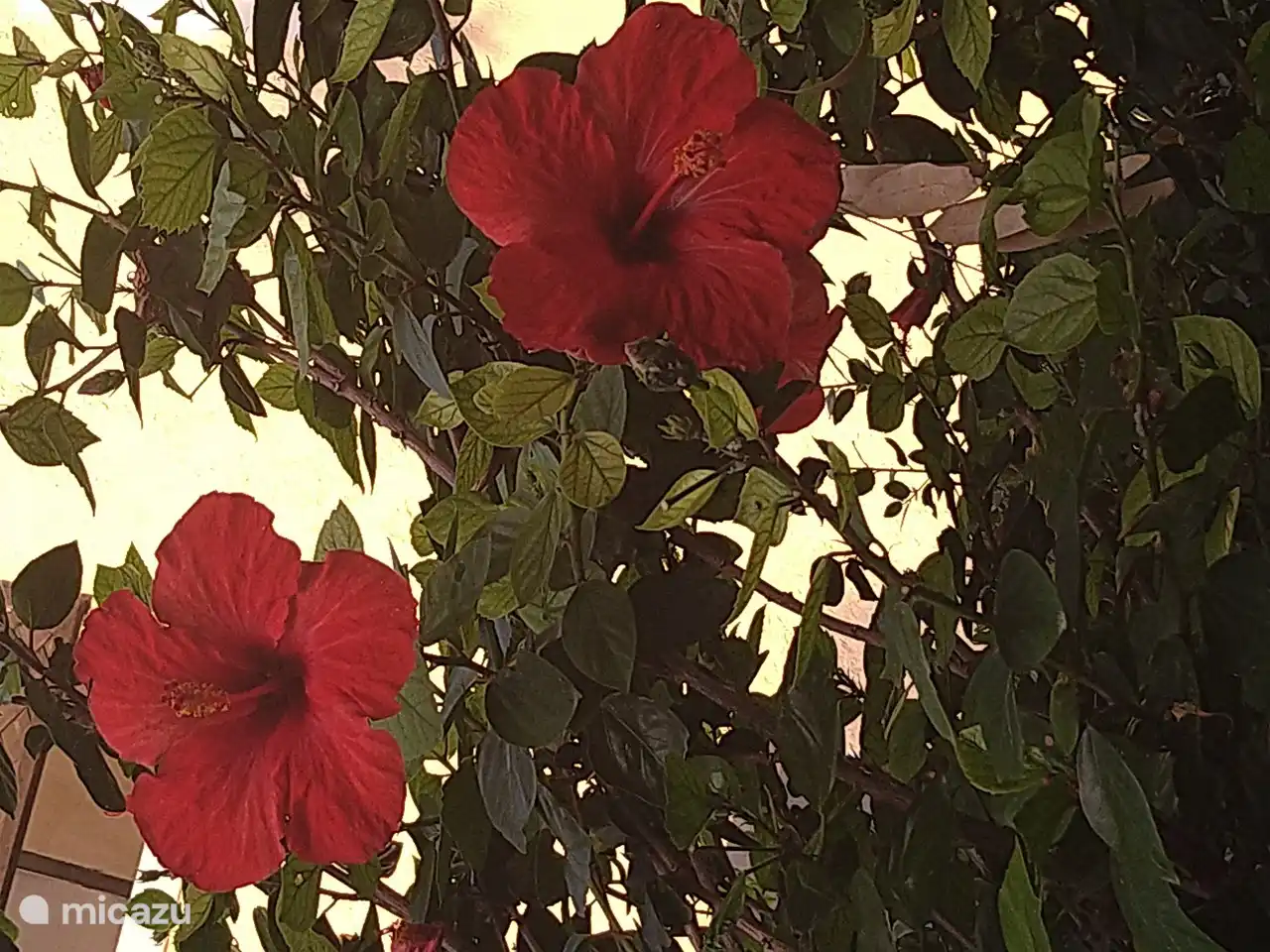 Bloemen in mijn tuin.