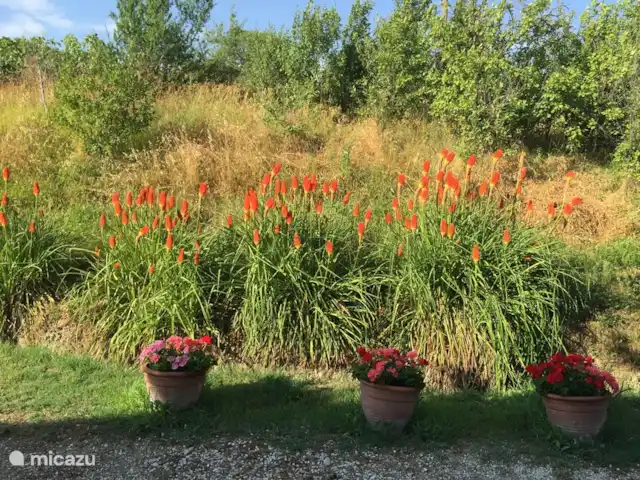 Location de Vacances Italie, Marche, San Vito sul Cesano, villa - Marches Villa.San.Vitale Sopra 4 p belles fleurs et plantes naturelles sur le domaine