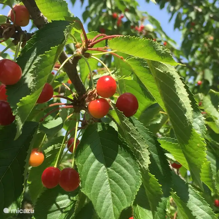 alle unsere Gäste Lounge eingeladen werden, um die Früchte aller Bäume ernten
