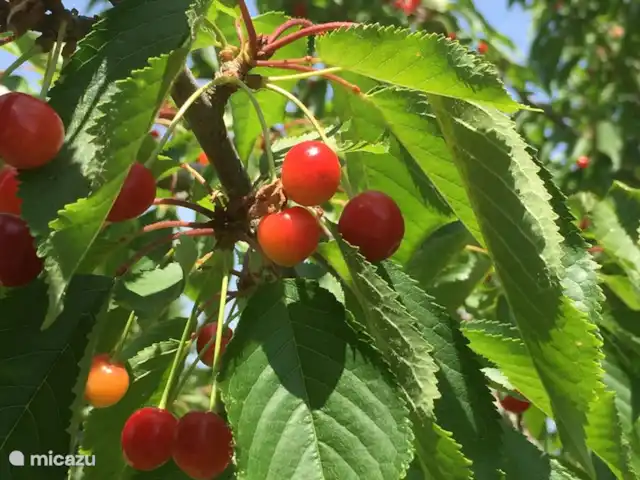 Location de Vacances Italie, Marche, San Vito sul Cesano, villa - Marches Villa.San.Vitale Sopra 4 p tous nos hôtes sont invités à cueillir les fruits de tous nos arbres