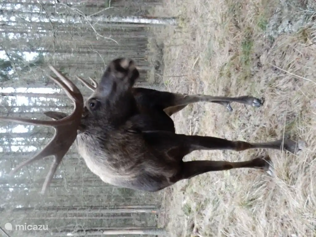 Mächtige Elche / Elche. Zu sehen im Värmlands Moose Park, Ekshärad. Aber auch in der Nähe unseres Hauses.