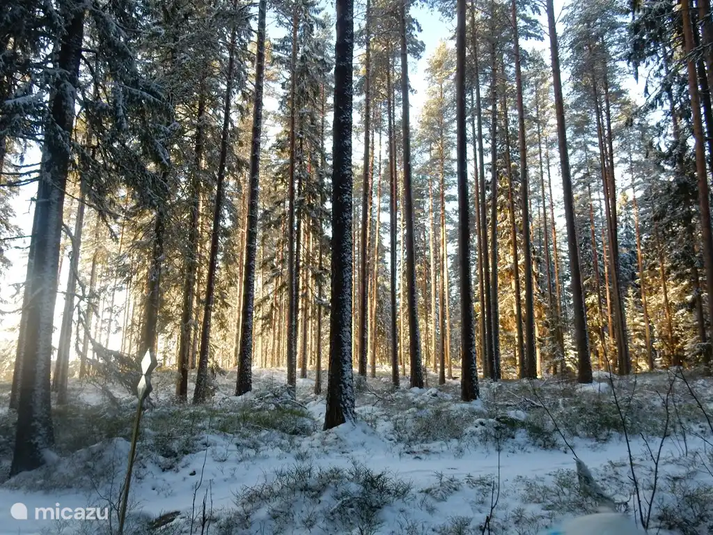 Der schöne Wald hinter dem Haus, in dem Sie stundenlang spazieren gehen können, Rehe, Füchse oder Elche.