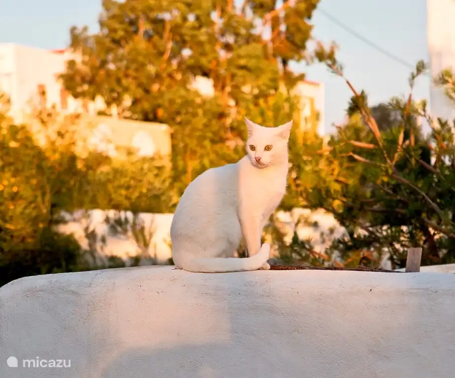 griechische Katze