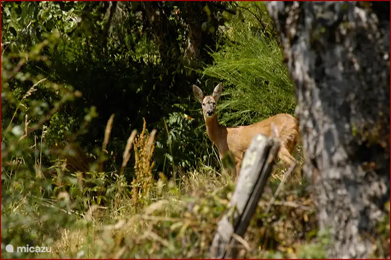 Visit, sometimes seen behind the house.