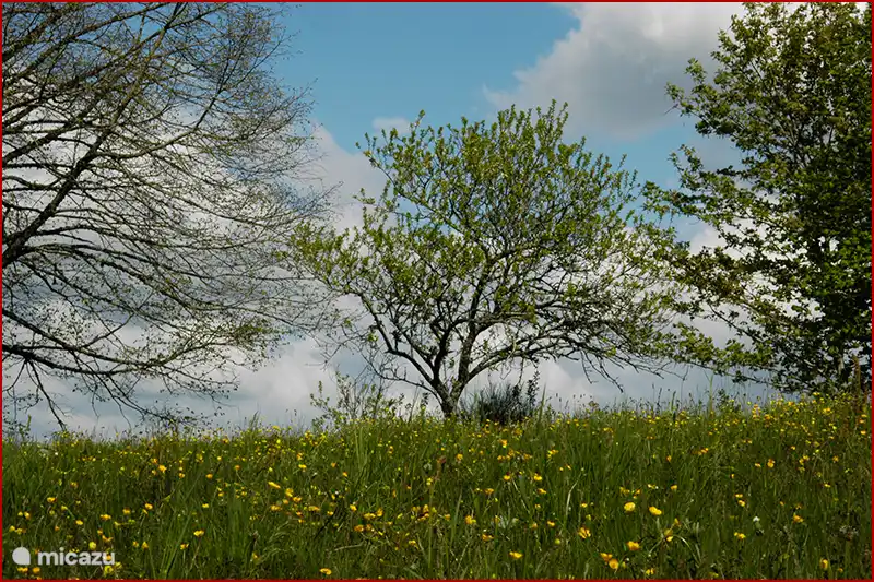 On the stomach in the grass.