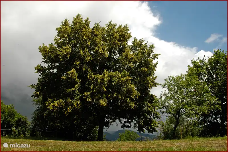 Plenty of shade spots in the field.
