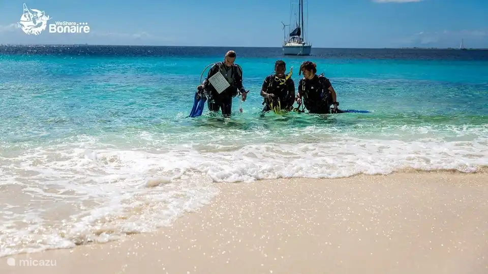 Bonaire est l'un des meilleurs sites de plongée au monde !