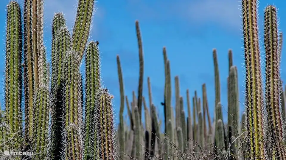 Les cactus poussent partout à Bonaire