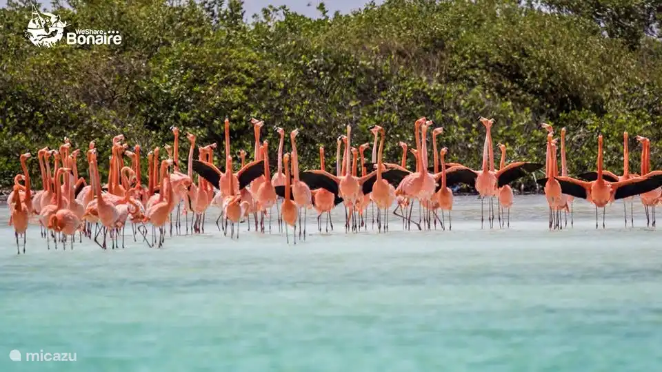 Les flamants roses sont abondants à Bonaire