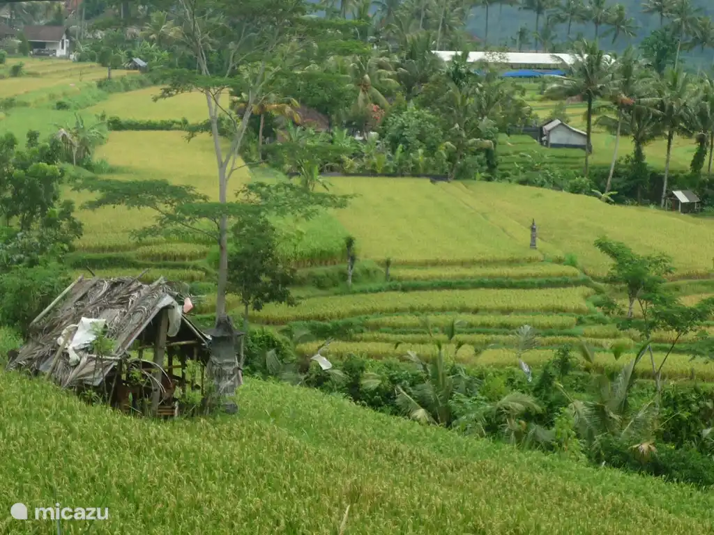 Reisfelder in der Nähe Bungalow