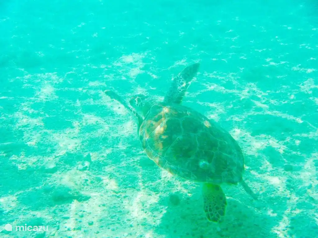 Turtle in Blue Bay