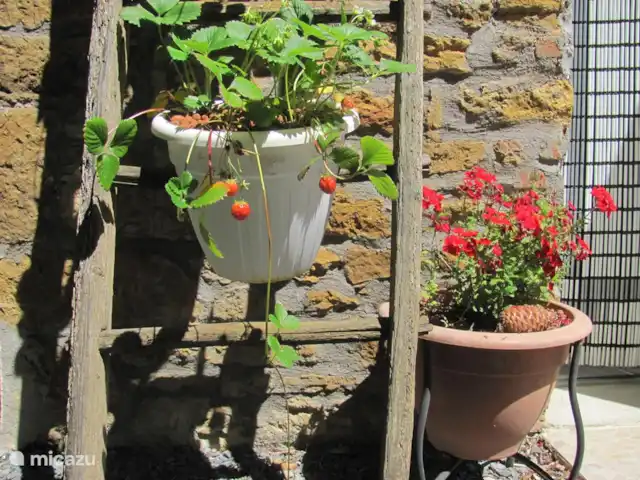 Petit Borée | France, Vendée, La Réorthe - maison de vacances Fraises fraîches sur votre propre terrasse
