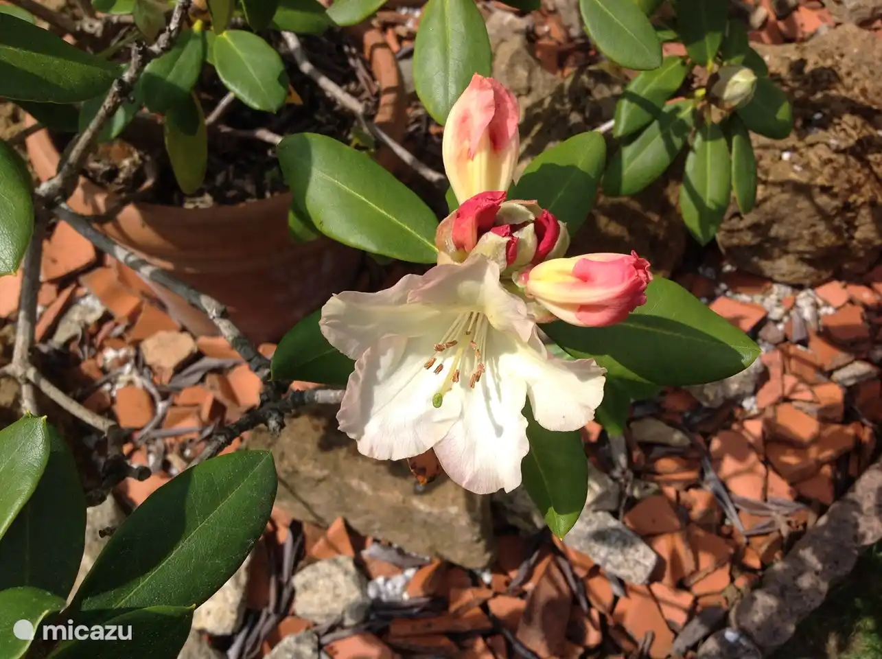Frühling in La Forêt