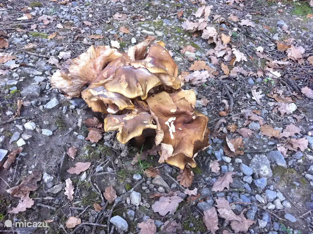 Chalet Chalet Durbuy 214 in Durbuy, Ardennen, Belgien mieten? | Micazu