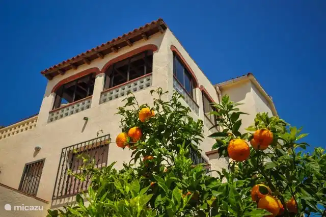 Schöner Mandarinenbaum im Garten 