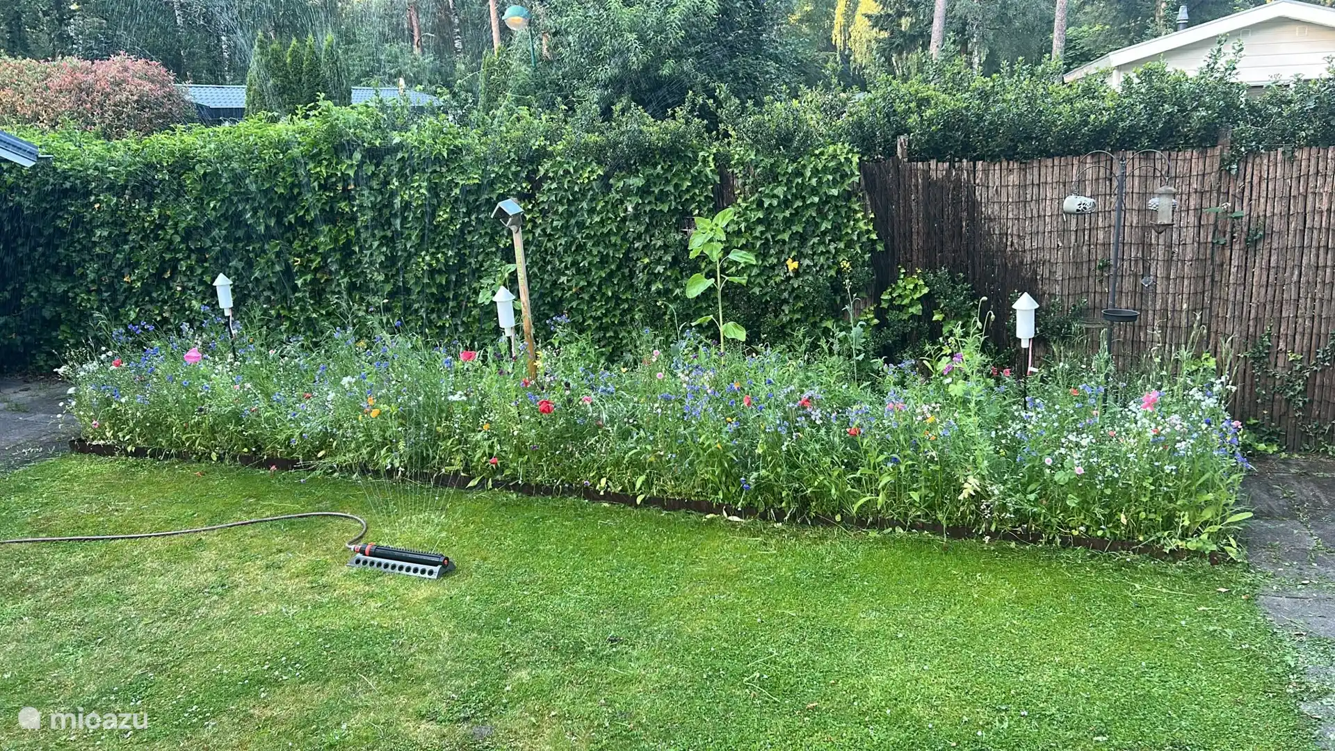 El jardín de flores silvestres en flor.
Un banquete para las abejas y las mariposas