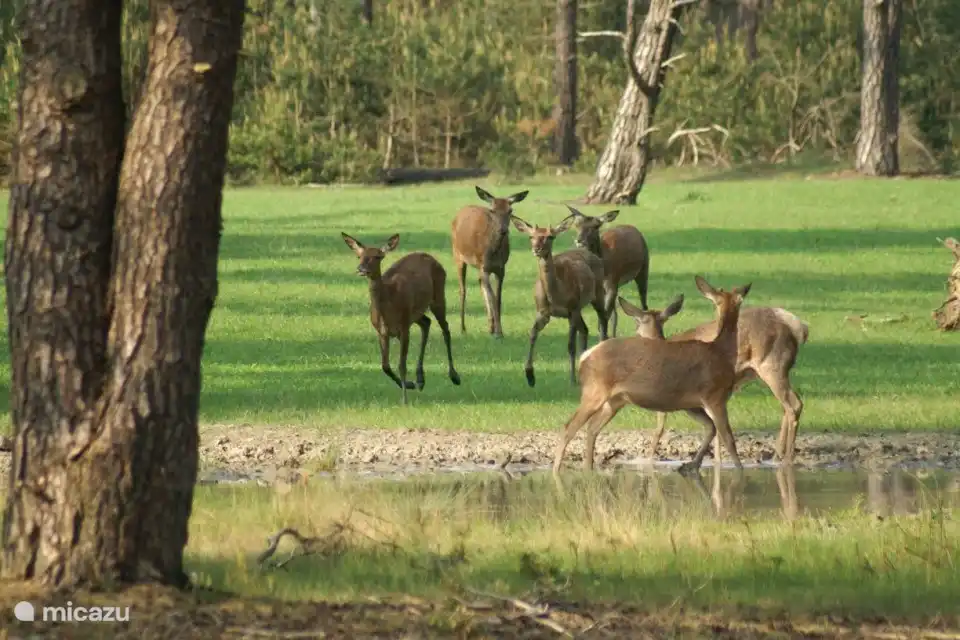 Beobachten von Wildtieren in der Nähe auf der Veluwe