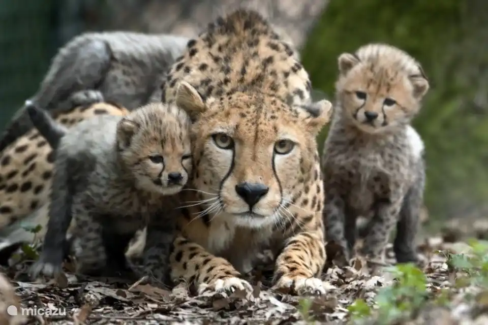 Burger Zoo für einen lustigen Tag