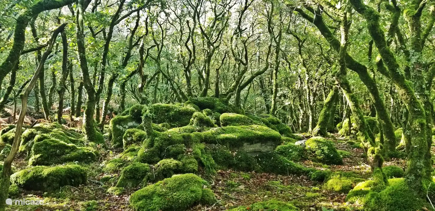 the adjacent forest with walks