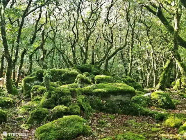 L'Hirondelle - un lugar especial en Francia, Morbihan, Ploërdut - casa vacacional el bosque adyacente con paseos