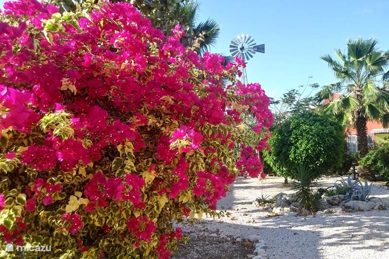 Ferienwohnung Curaçao, Banda Ariba (Ost), Seru Coral Appartement Dushi Violet Seru Coral Resort
