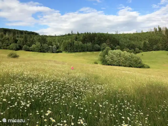*Bosrijk* Kellerwald Edersee Unesco huren in Duitsland, Sauerland, Frankenau - vakantiehuis Uitzicht op Kellerwald