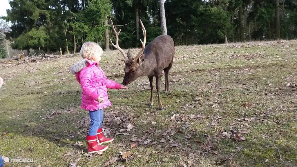 Tierpark Frankenberg (15 km)