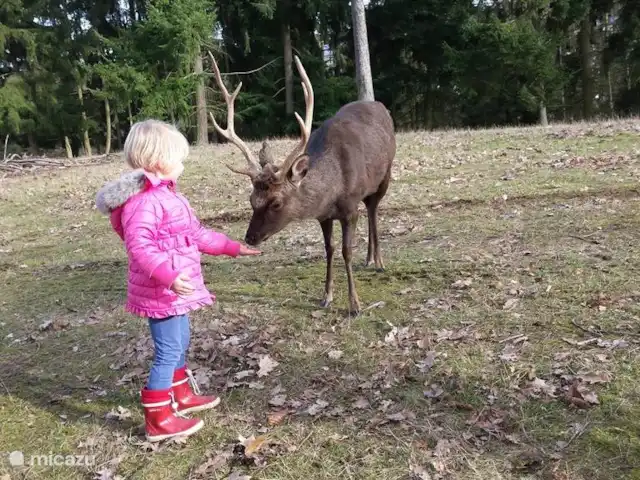 *Bosrijk* Kellerwald Edersee Unesco huren in Duitsland, Sauerland, Frankenau - vakantiehuis Tierpark Frankenberg (15 km) - gratis toegang met speeltuintje