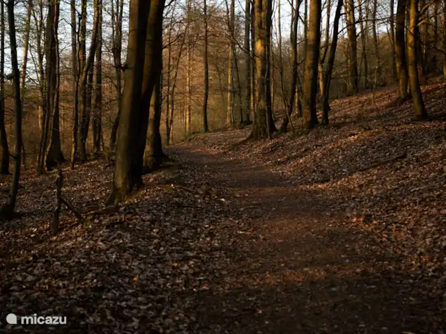 *Bosrijk* Kellerwald Edersee Unesco huren in Duitsland, Sauerland, Frankenau - vakantiehuis Herfst de mooiste kleuren in het Kellerwald met veel wandelroutes (500 meter)