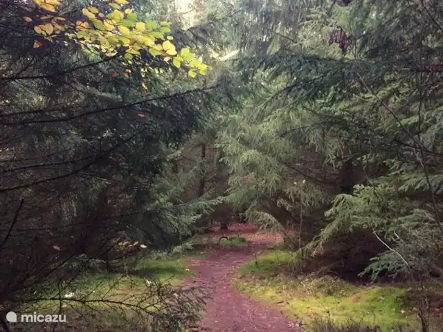 *Bosrijk* Kellerwald Edersee Unesco huren in Duitsland, Sauerland, Frankenau - vakantiehuis Herfst Kellerwald