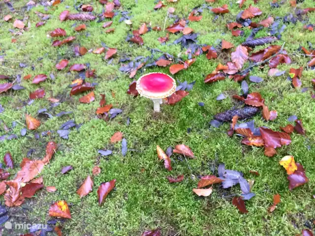 *Bosrijk* Kellerwald Edersee Unesco huren in Duitsland, Sauerland, Frankenau - vakantiehuis Herfst Kellerwald
