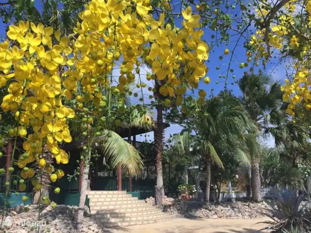 Location de Vacances Aruba, Aruba central, Santa Cruz, villa - Villa Luna Llena Jardin luxuriant