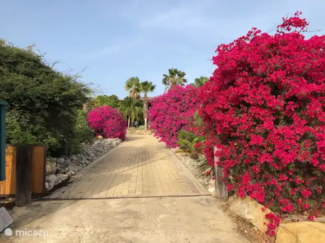 Location de Vacances Aruba, Aruba central, Santa Cruz, villa - Villa Luna Llena Allée de la villa