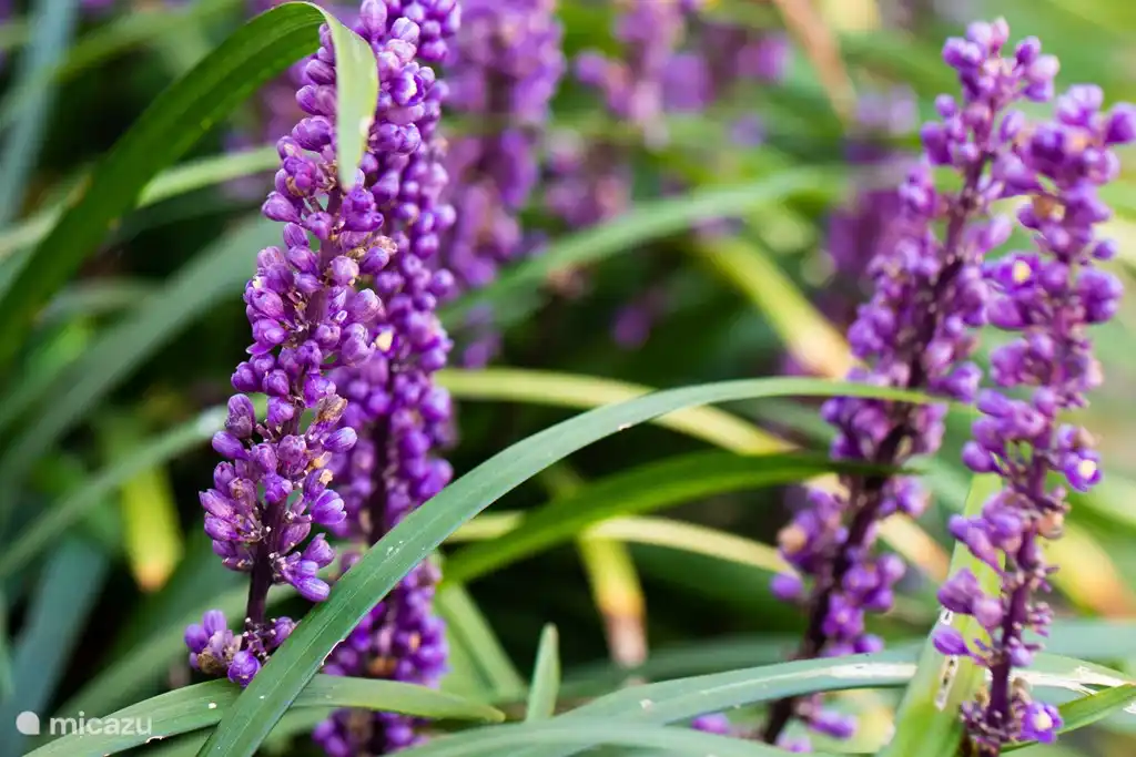 Ferienhaus De Holt Resch Holten in Niederlande, Overijssel, Holten - Villa