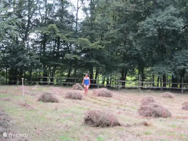 Westmarkhof huren in Duitsland, Nedersaksen, Barssel - boerderij hooien