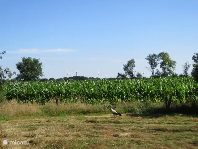 Mai in benachbarten Parzellen
