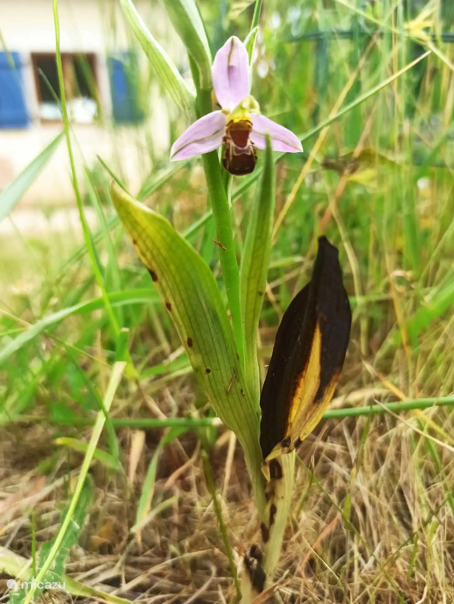 Bienenorchidee im Garten