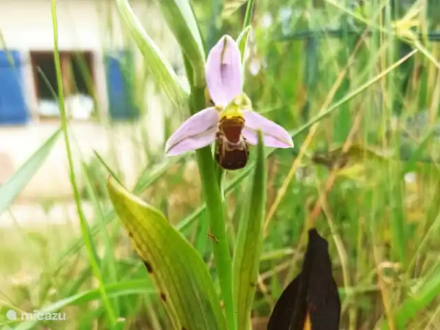 Location de Vacances France, Dordogne, Perigueux, maison de vacances - Maisonlagarde Orchidée abeille dans le jardin