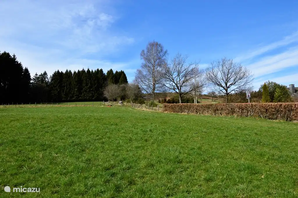 ver hacia atrás hacia el bosque